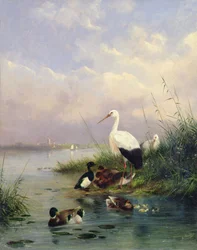 Una famiglia di germani reali, due cicogne e una famiglia di anatre tufted