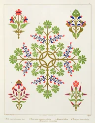 Motivo di rose, design per carta da parati, stampato da M. e N. Hanhart