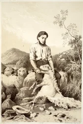 Tosatura delle pecore, da La storia dell