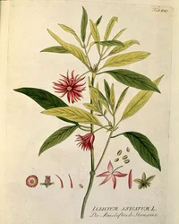 Botanica: "Anice stellato" (Illicium anisatum) Tavola tratta da "Medicinalium secundum Linnaei digestarum" di Joseph Jacobi Plenck (1735-1807) 1788-1803 Collezione privata