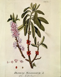 Botanica: "Bois-joli" (Bois joli) (o Bois-gentil, Bois gentile) (Daphne mezereum) Tavola tratta da "Medicinalium secundum Linnaei Digestarum" di Joseph Jacobi Plenck (1735-1807) 1788-1803 Collezione privata