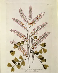 Botanica: "Campeche" (Haematoxylon campechianum) Tavola tratta da "Medicinalium secundum Linnaei digestarum" di Joseph Jacobi Plenck (1735-1807) 1788-1803 Collezione privata