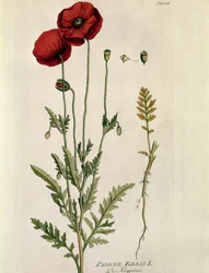 Botanica: "Papavero rosso" (Papaver rhoeas) Tavola tratta da "Medicinalium secundum Linnaei Digestarum" di Joseph Jacobi Plenck (1735-1807) 1788-1803 Collezione privata