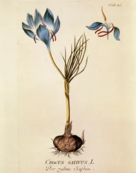 Botanica: 