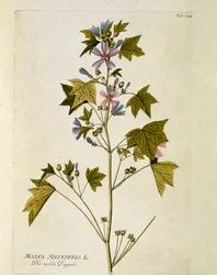 Botanica: "grande viola" (Malva sylvestris) Tavola tratta da "Medicinalium secundum Linnaei digestarum" di Joseph Jacobi Plenck (1735-1807) 1788-1803 Collezione privata