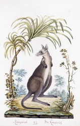 Canguro