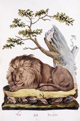 Leone, 1794