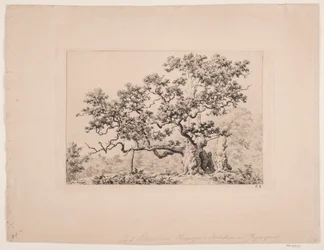 La quercia reale