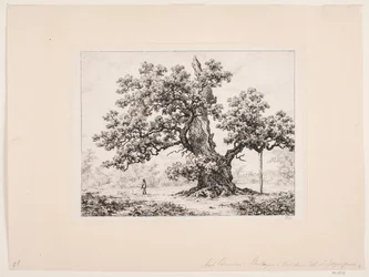 Quercia delle cicogne. Jægerspris