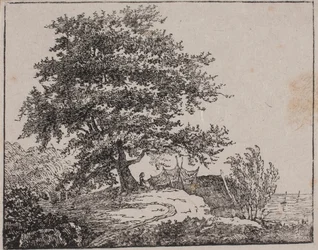 Albero su una scogliera vicino al mare