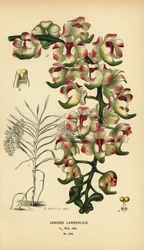 Orchidea Aerides lawrenceae. In via di estinzione. Cromolitografia da un