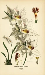 Orchidea Oncidium alexandrae, Odontoglossum crispum. Cromolitografia da un