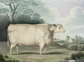 La mucca Habertoft Short Horned Prize, incisa da C. Hunt, 1842