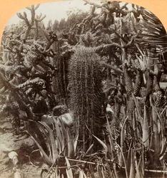 Giardino di cactus, Cragin Place, Lake Worth, Florida, c1900
