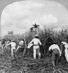 Raccolta della canna da zucchero, Rio Pedro, Porto Rico