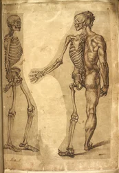 Add. 5259, f.19, Scheletro umano e mezza figura, da 