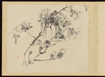 "Eleganza raffinata nelle quattro stagioni" (Shiji seiga), Album di dipinti floreali