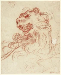 Studio della testa di un leone