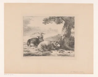 Capra e pecora