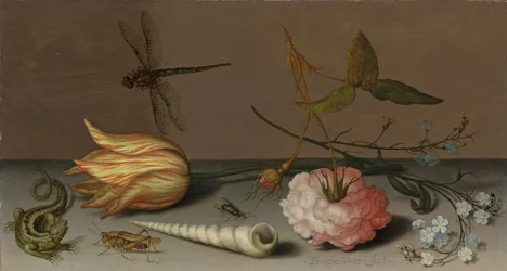 Un tulipano, un garofano, un ramo di non ti scordar di me, con una conchiglia, una lucertola e una cavalletta, su un cornicione, una libellula in volo