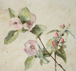 Rami di fiori rosa