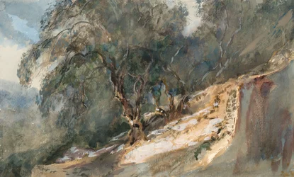 Paesaggio: Alberi con tronchi nodosi
