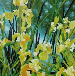 Iris di un giallo vivace