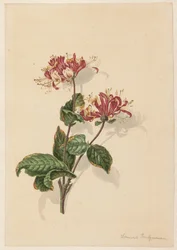Ramo di caprifoglio selvatico (Lonicera periclymenum)