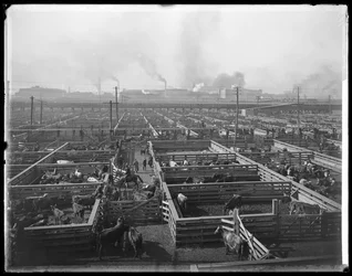 Recinti per il bestiame agli Union Stock Yards, Chicago, Illinois, USA, c.1900
