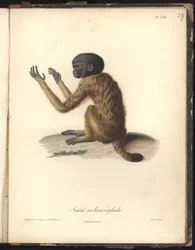 Simia melanocephala, Pl. XXIX, incisione in acciaio di Louis Bouquet (1765-1814) dopo un