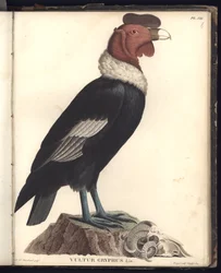 Il Condor Maschio (Vultur gryphus, LIN.), Tav.VIII, illustrazione da 