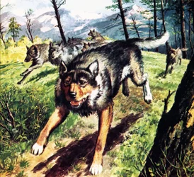 Il richiamo della natura, tratto dal romanzo di Jack London