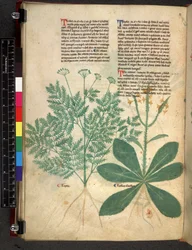 Egerton 747 f.101v Tractatus de Herbis, c.1280-1310