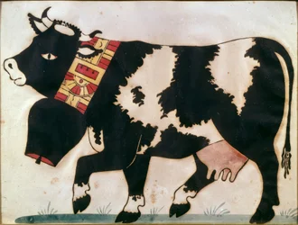 mucca
