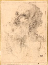 Testa di un vecchio