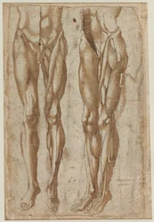 Due studi di un uomo scorticato recto studio di un torso scorticato verso, 1554