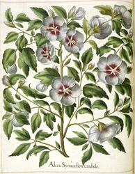 Alcca Syriaca, da 