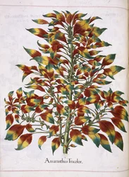 Amaranto tricolore, da 