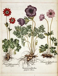 Anemone, da 
