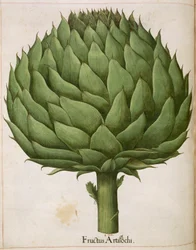 Carciofo, da 