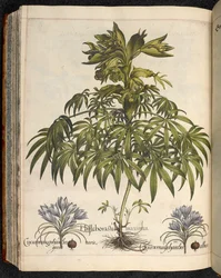 Helleboraster maximus, da Hortus Eystettensis, di Basilius Besler