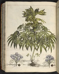 Helleborus, illustrazione da 