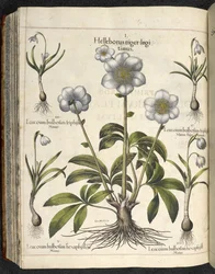 Helleborus niger, illustrazione da 