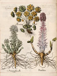 Petasites, da 
