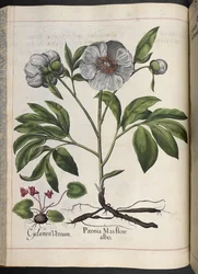 Cyclamen Vernum, Paonia Mas flore albo, da Hortus Eystettensis, di Basilius Besler