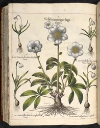 Tavola 29: Helleborus niger, Hortus Eystettensis, Basilius Besler
