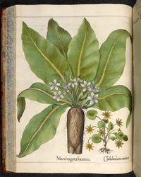 Tavola 29: Mandragora foemina (Mandragora), da Hortus Eystettensis, di Basilius Besler