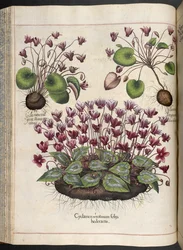 Tavola 348: Ciclamino. Hortus Eystettensis, Basilius Besler, 1613