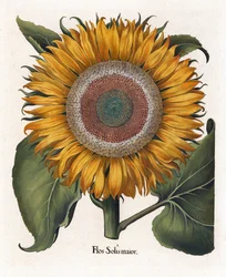 Il Girasole Comune