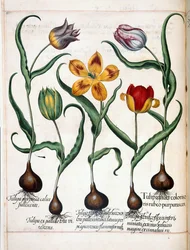Tulipano, da 
